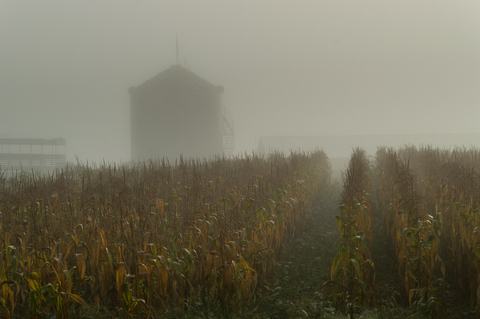 Cornfield in morning fog with grain bin