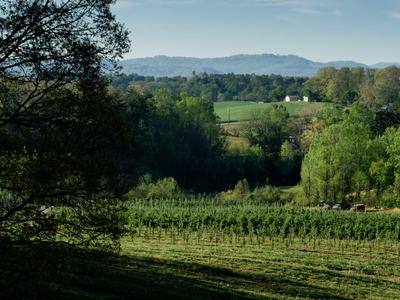 View of mountains with apple orchard in foreground