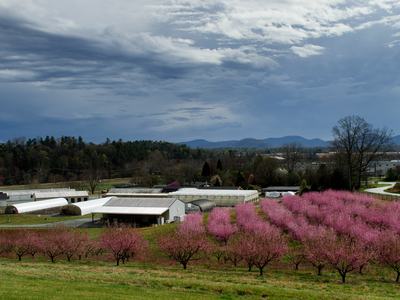 View of Mountain Horticultural Crops Research and Extension Center