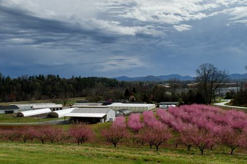 View of buildings and greenhouses with blooming peach trees