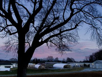 Silhouetted tree, buildings, and greenhouses at sunset