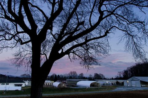 Silhouetted tree, buildings, and greenhouses at sunset