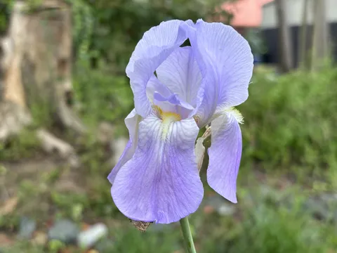Portrait of a single iris, featuring lavender, purple and white color tones.