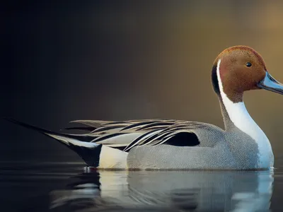 Pintail duck