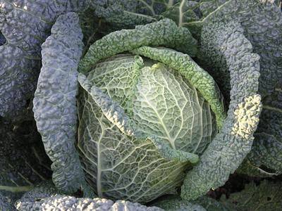 Brassica oleracea Savoy Cabbage in the garden, close to harvest