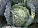 Brassica oleracea Savoy Cabbage in the garden, close to harvest
