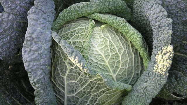 Brassica oleracea Savoy Cabbage in the garden, close to harvest