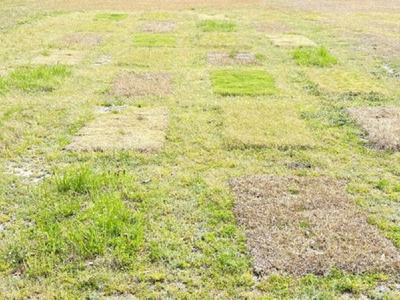 Image of a seven-by-four plot of grass with differing levels of health.