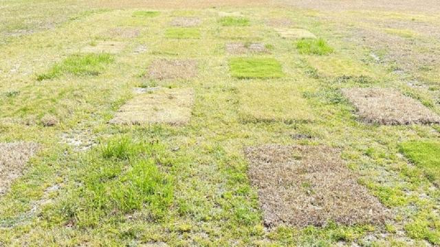 Image of a seven-by-four plot of grass with differing levels of health.
