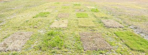 Image of a seven-by-four plot of grass with differing levels of health.
