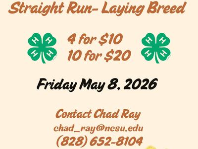 Flyer for Chick Sale.  Straight run laying breed. 4 for $10 10 for $20  Contact Chad Ray 652-8104