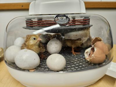 Embryology underway with Brunswick County Schools and 4-H.  Incubators and candling.