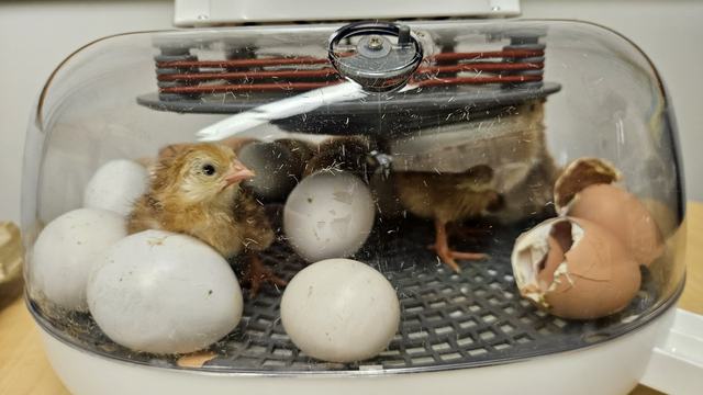 Embryology underway with Brunswick County Schools and 4-H.  Incubators and candling.