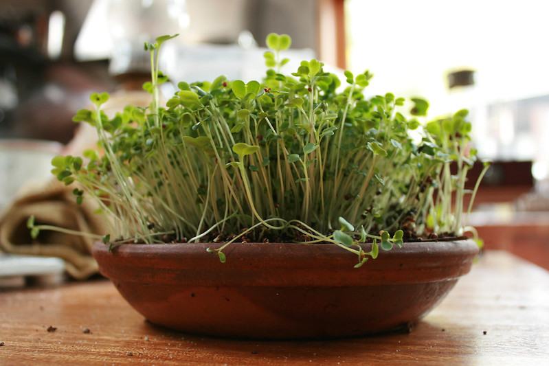 A shallow round saucer with a dense stand of broccoli seedlings growing in it.