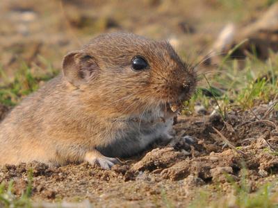 Pine vole with big front teeth emerging from a hole in the ground