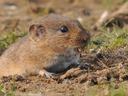 Pine vole with big front teeth emerging from a hole in the ground