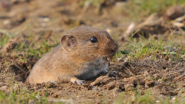 Pine vole with big front teeth emerging from a hole in the ground
