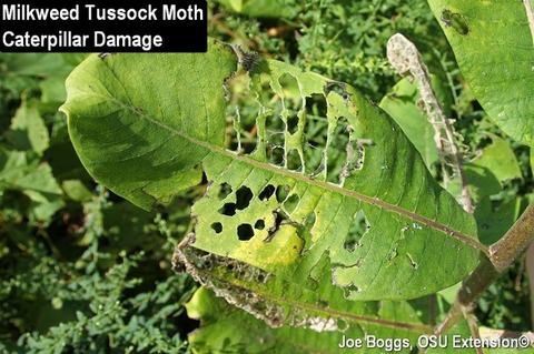 Tussock caterpillar feeding on milkweed