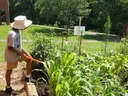 A young person wearing a sun hat tends to a lush raised-bed garden next to a brick building.