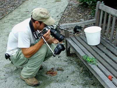 Person photographing caterpillar
