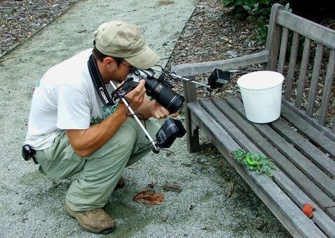 Person photographing caterpillar on a bench outside