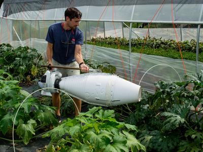 Person using D-Vac to collect insects from plants