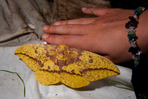 Yellow moth next to and larger than person's hand