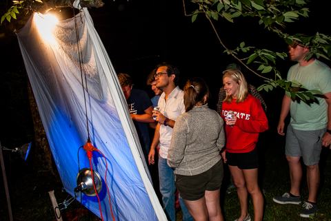 People looking at insects from sheet lit by ultraviolet light at night