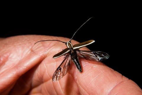 Roundheaded apple tree borer on someone's hand at night
