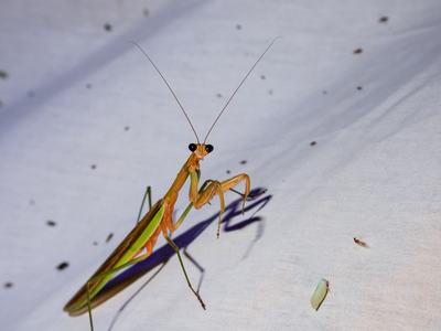 Praying mantis on sheet, Moth Night