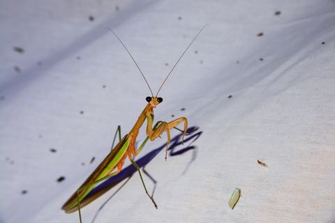 Praying mantis on sheet