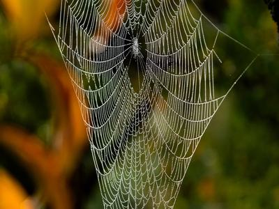 Spider web with dew