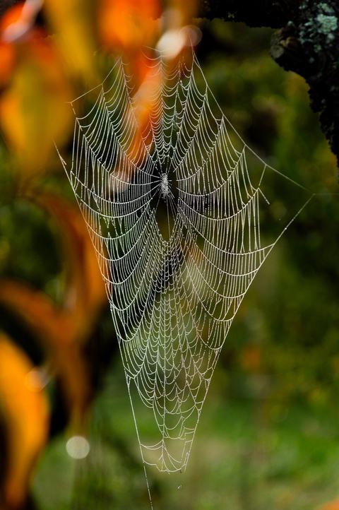 Spider web with dew and orange leaves