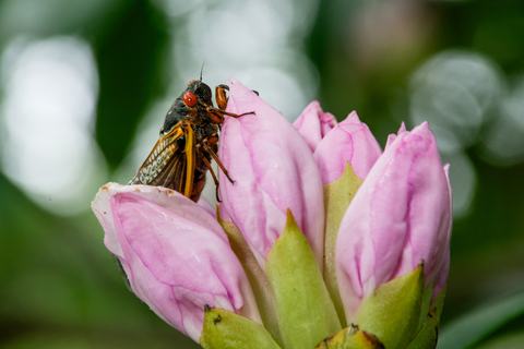 Periodical cicada adult on rhododendron flower