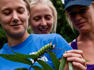 People holding hickory horned devil caterpillar