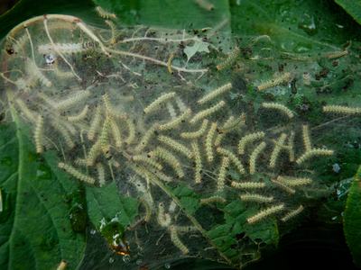 Fall webworm nest