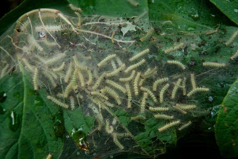 Fall webworm nest full of webworms