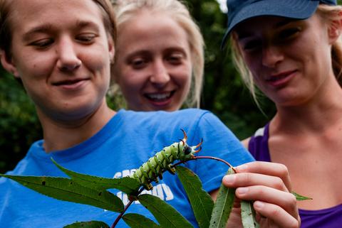 People holding leaves supporting hickory horned devil caterpillar