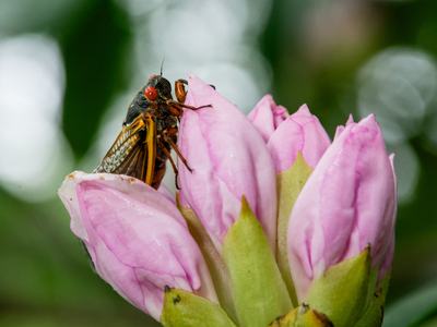 Periodical cicada on rhododendron flower