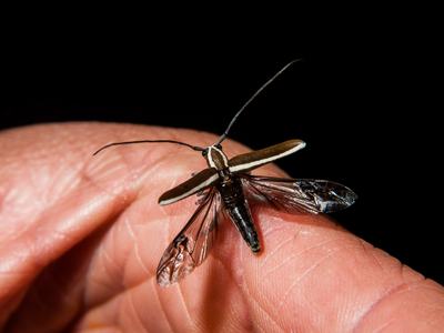 Roundheaded apple tree borer, Moth Night