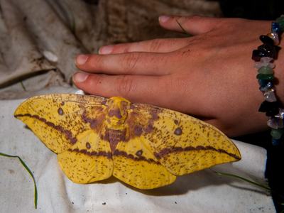 Yellow moth next to and larger than person's hand