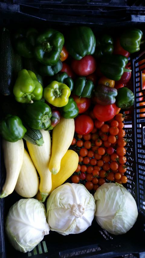 Mixed produce harvest Xanadu Farms 6-17-2019