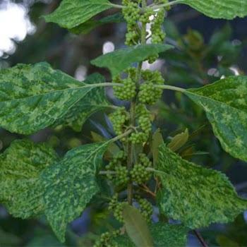 Virus on beautyberry