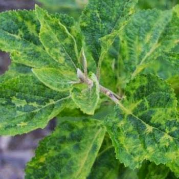 Virus on beautyberry
