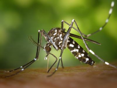 Asian Tiger Mosquito (Aedes albopictus)  a black and white mosquito biting a person.