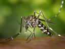 Asian Tiger Mosquito (Aedes albopictus)  a black and white mosquito biting a person.