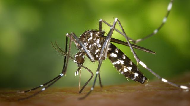 Asian Tiger Mosquito (Aedes albopictus)  a black and white mosquito biting a person.