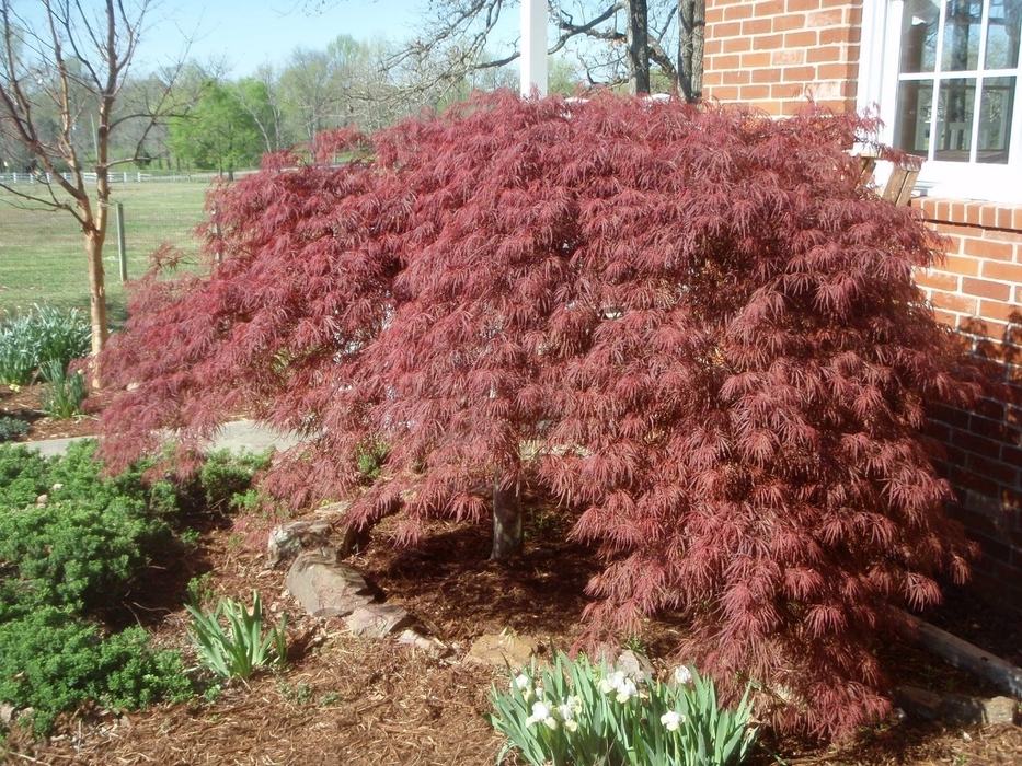 Red Leaf Japanese Maple
