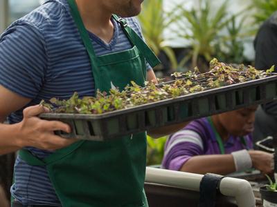 Participant moving Plants in the Lewis Greenhouse