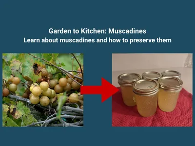 Garden to Kitchen: Muscadines